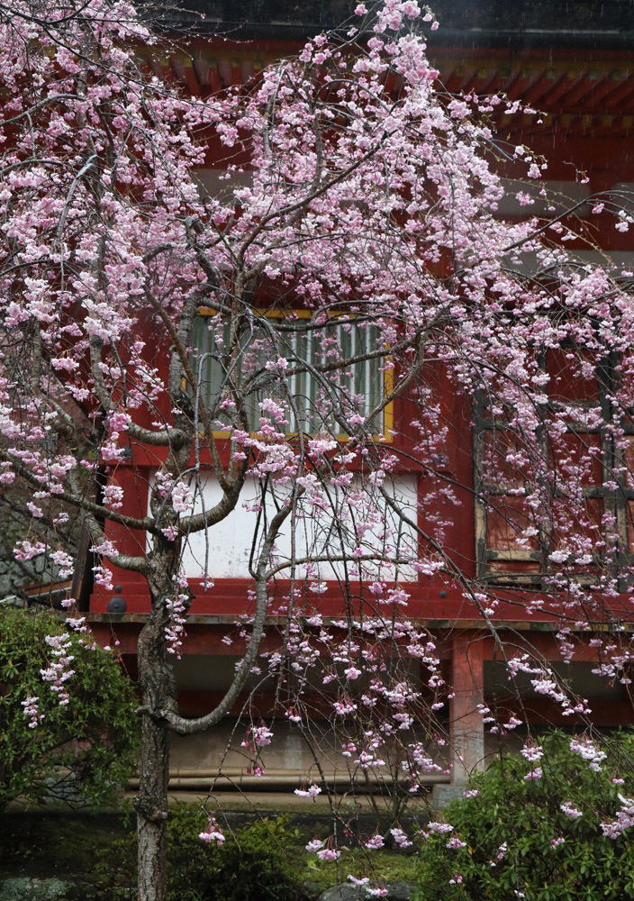 桜井市 談山神社 桜 魅せられて大和路 桜井市 談山神社 桜 魅せられて大和路
