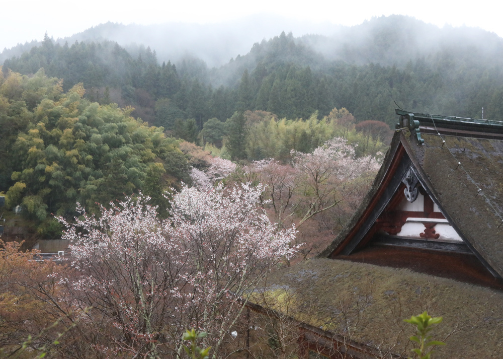 桜井市 談山神社 桜 魅せられて大和路