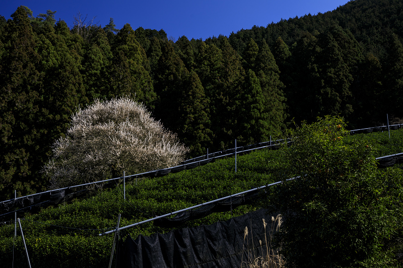 梅咲く宇治田原の光景(遍照院・正壽院)_f0155048_2116221.jpg