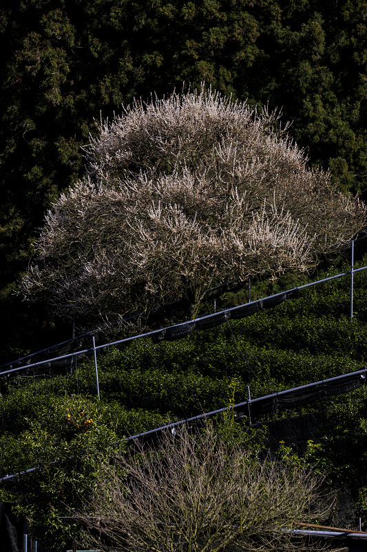 梅咲く宇治田原の光景(遍照院・正壽院)_f0155048_21172472.jpg