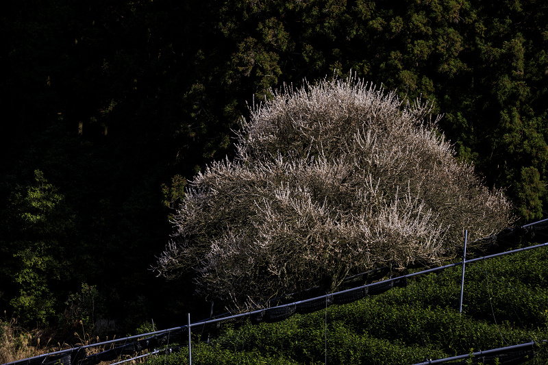梅咲く宇治田原の光景(遍照院・正壽院)_f0155048_21182432.jpg