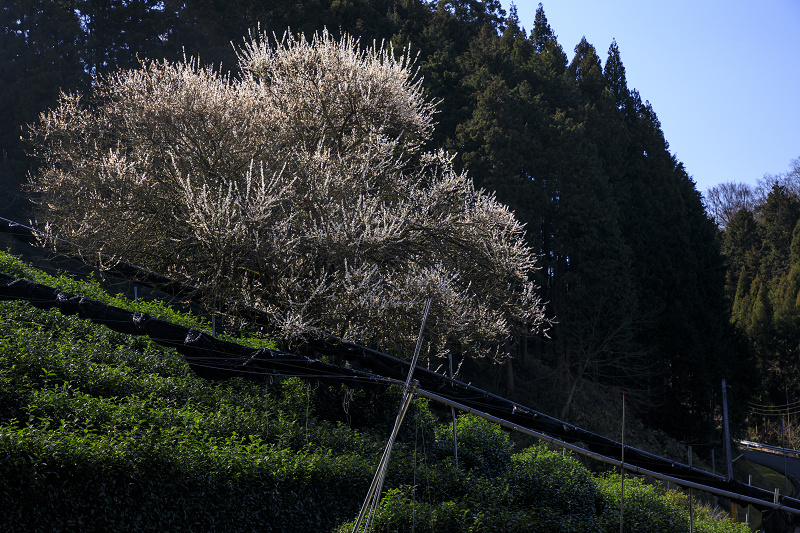 梅咲く宇治田原の光景(遍照院・正壽院)_f0155048_21183334.jpg