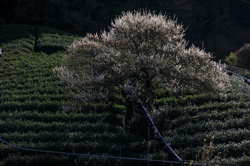 梅咲く宇治田原の光景(遍照院・正壽院)_f0155048_21183648.jpg