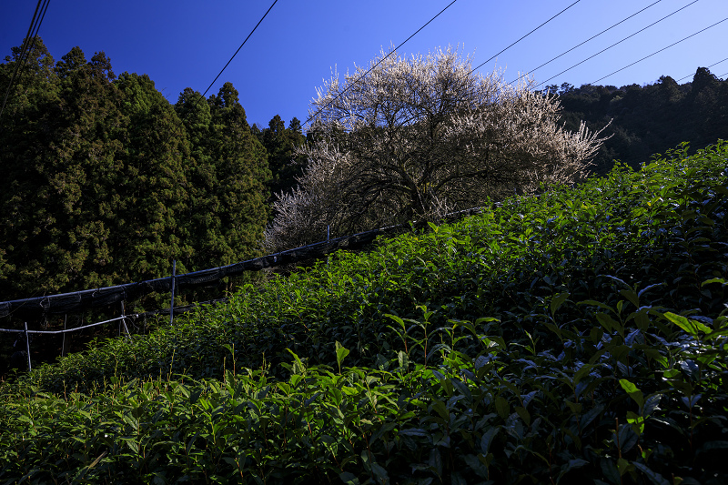 梅咲く宇治田原の光景(遍照院・正壽院)_f0155048_21185211.jpg