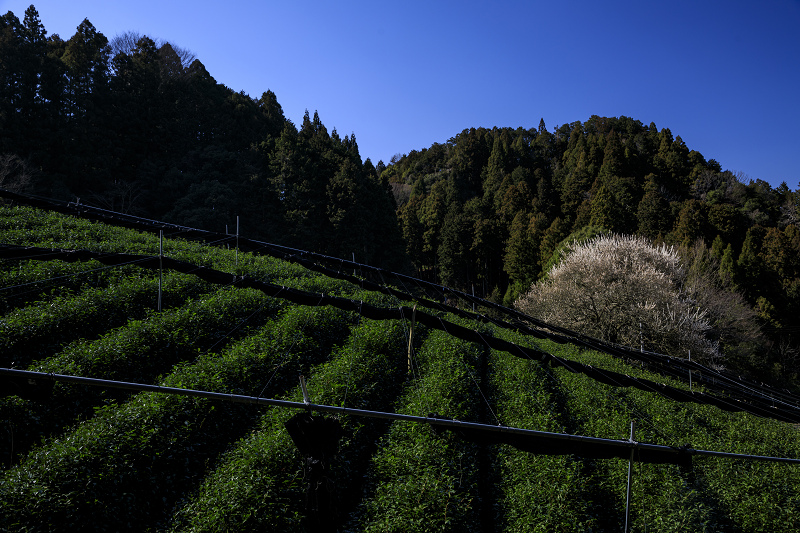 梅咲く宇治田原の光景(遍照院・正壽院)_f0155048_2118618.jpg