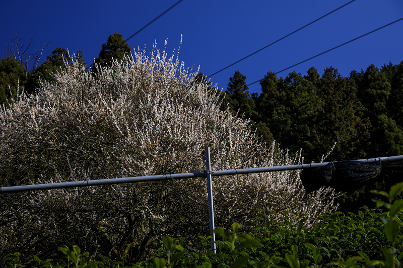 梅咲く宇治田原の光景(遍照院・正壽院)_f0155048_2118982.jpg