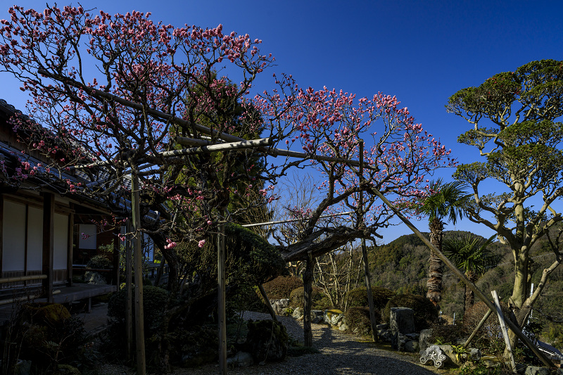 梅咲く宇治田原の光景(遍照院・正壽院)_f0155048_21204295.jpg