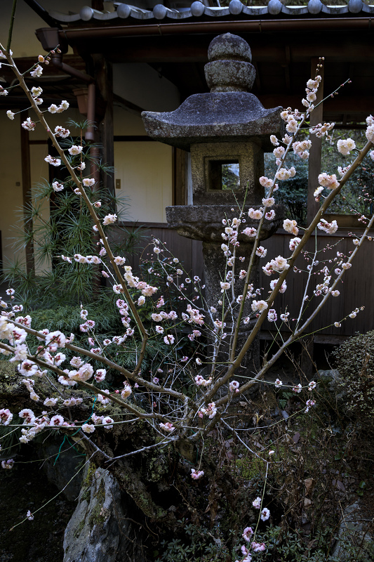 梅咲く宇治田原の光景(遍照院・正壽院)_f0155048_21212662.jpg