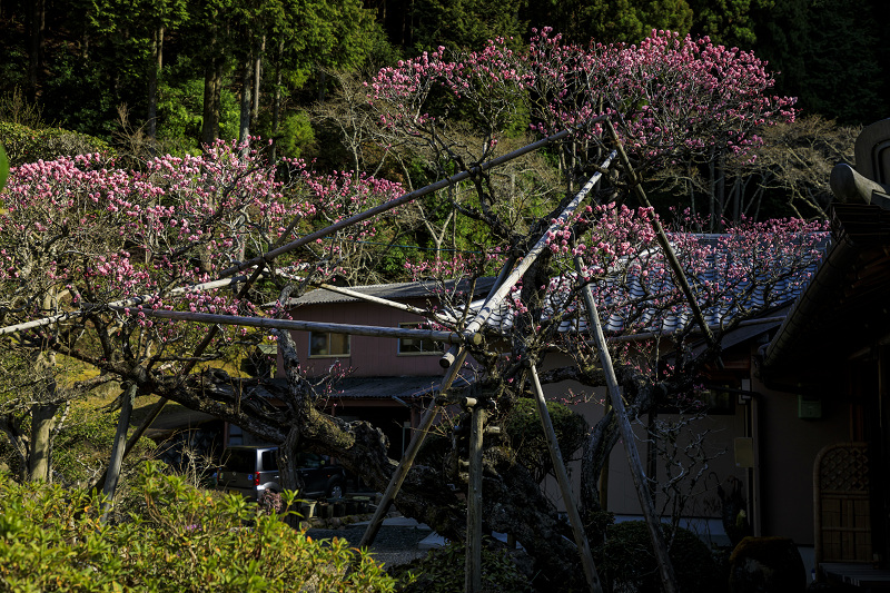 梅咲く宇治田原の光景(遍照院・正壽院)_f0155048_212133100.jpg