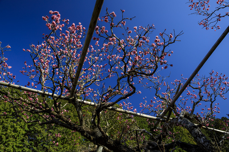 梅咲く宇治田原の光景(遍照院・正壽院)_f0155048_21214042.jpg