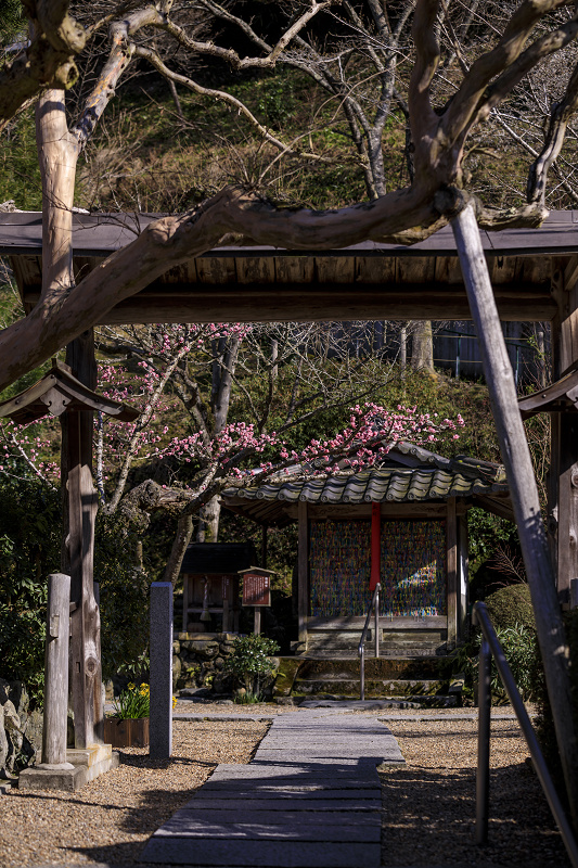 梅咲く宇治田原の光景(遍照院・正壽院)_f0155048_21221267.jpg