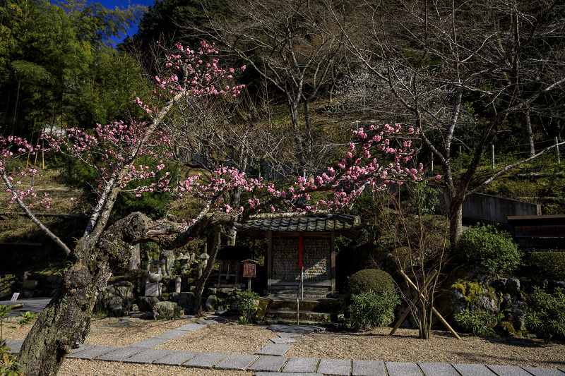 梅咲く宇治田原の光景(遍照院・正壽院)_f0155048_21222534.jpg