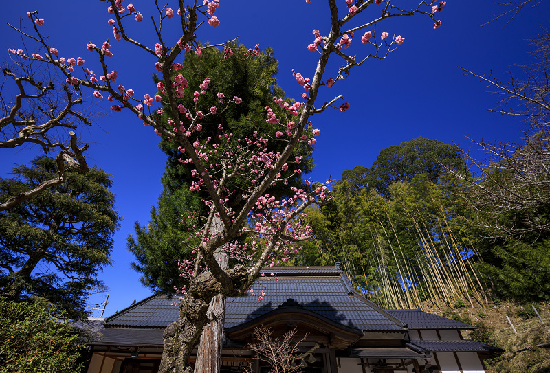 梅咲く宇治田原の光景(遍照院・正壽院)_f0155048_21234078.jpg