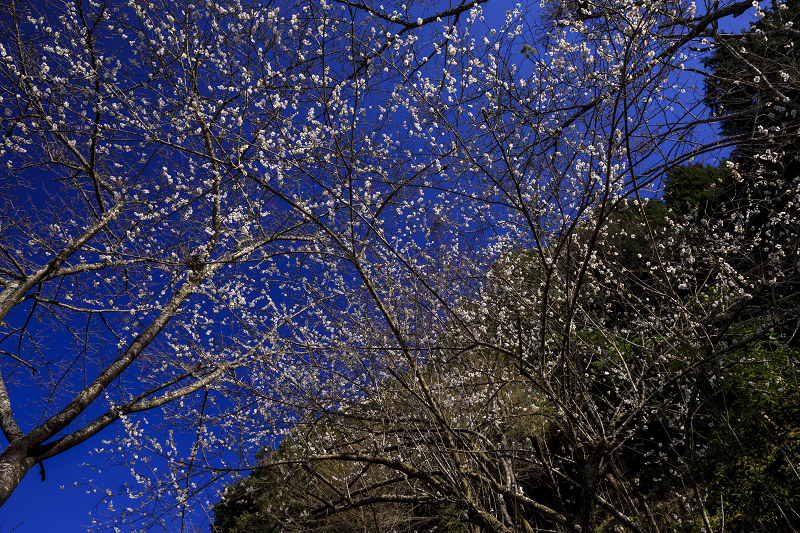 梅咲く宇治田原の光景(遍照院・正壽院)_f0155048_21235823.jpg