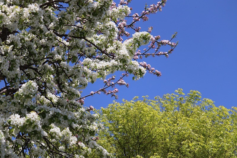 5月15日　森町　桜・花　散歩　8_b0250154_06095342.jpg