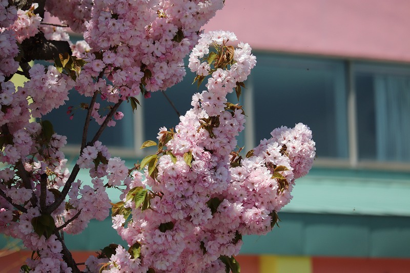 5月15日　森町　桜・花　散歩　9_b0250154_17562491.jpg