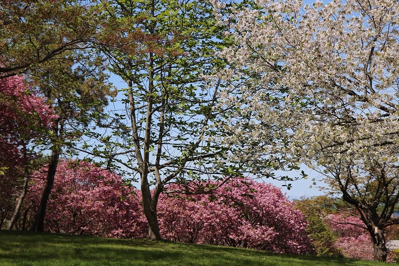 5月15日　森町　桜・花　散歩　9_b0250154_18021147.jpg