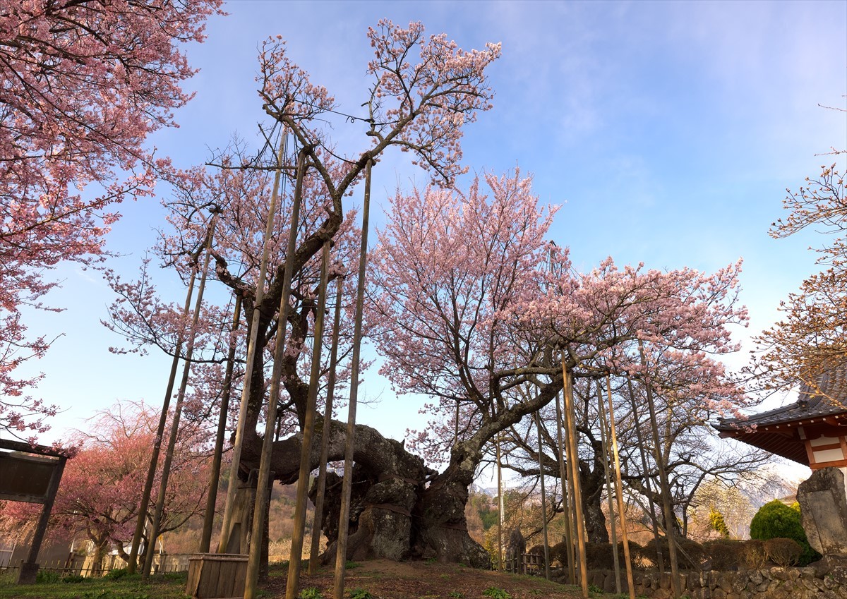 山高神代桜　再現像_f0018464_14084061.jpg