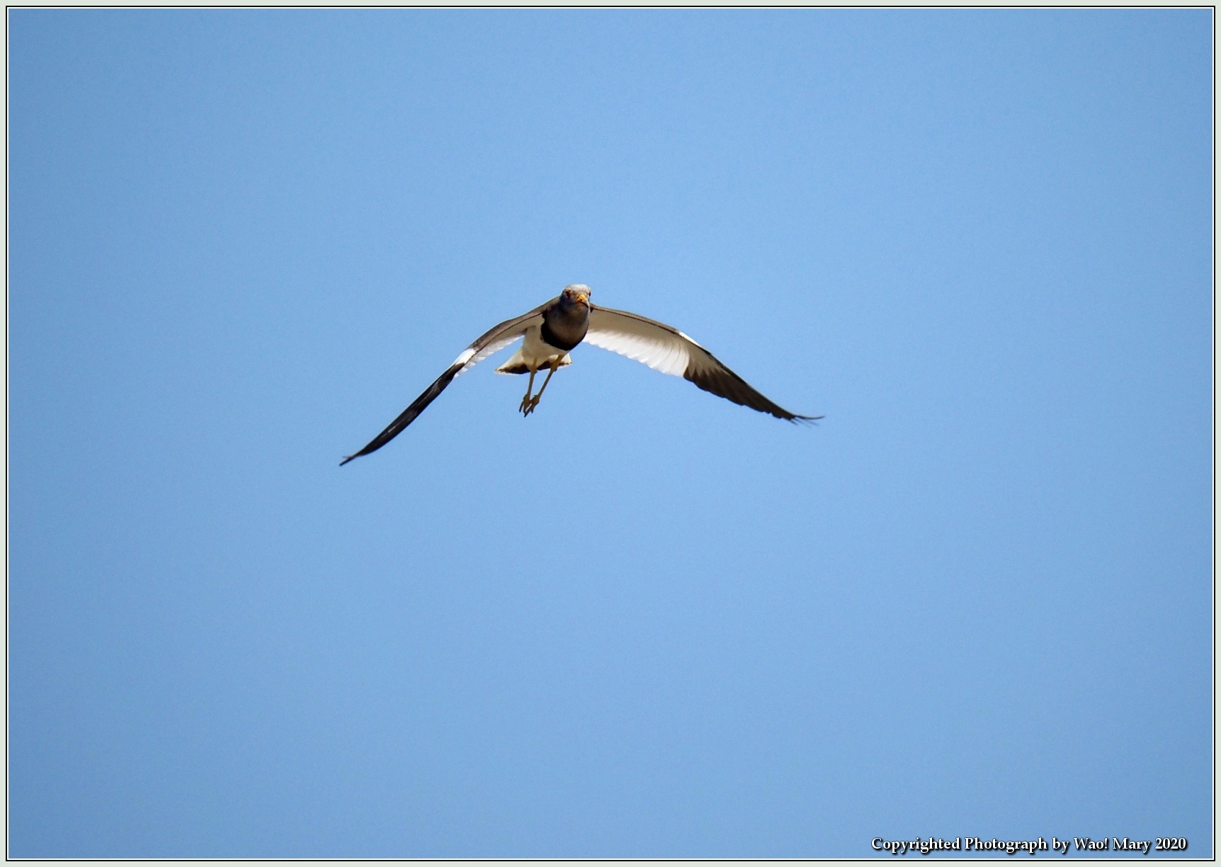 ケリ 上空で警戒 野鳥の素顔 野鳥と日々の出来事