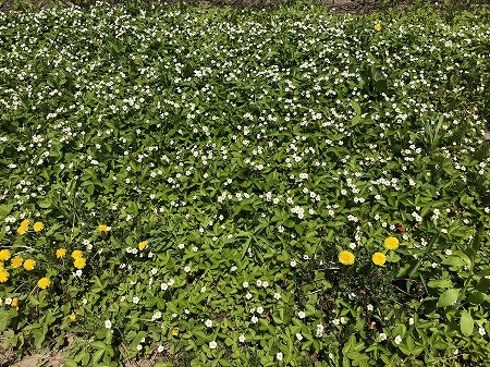 ワイルドストロベリー大繁殖 あいやばばライフ