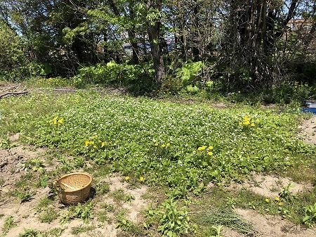 ワイルドストロベリー大繁殖 あいやばばライフ