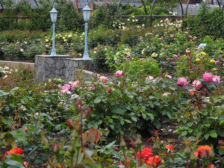 『大野町バラ公園のバラとサクランボ』_d0054276_20151782.jpg
