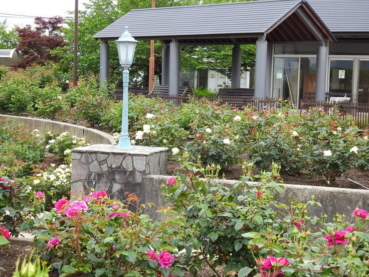 『大野町バラ公園のバラとサクランボ』_d0054276_20153338.jpg