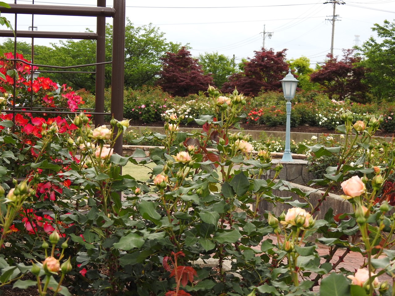 『大野町バラ公園のバラとサクランボ』_d0054276_20154715.jpg