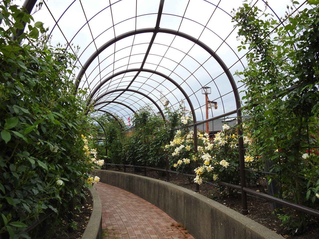 『大野町バラ公園のバラとサクランボ』_d0054276_20162660.jpg