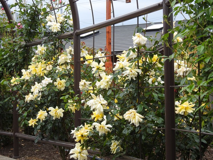 『大野町バラ公園のバラとサクランボ』_d0054276_20164143.jpg