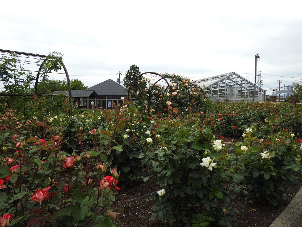 『大野町バラ公園のバラとサクランボ』_d0054276_20165665.jpg