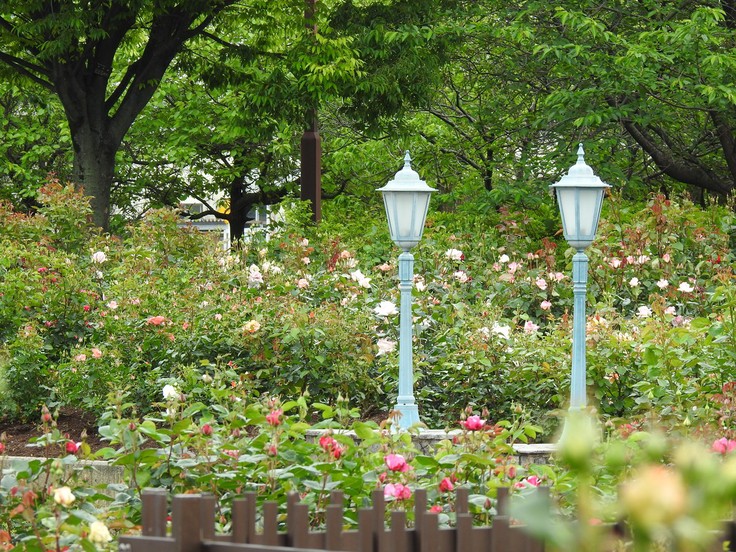 『大野町バラ公園のバラとサクランボ』_d0054276_20173943.jpg