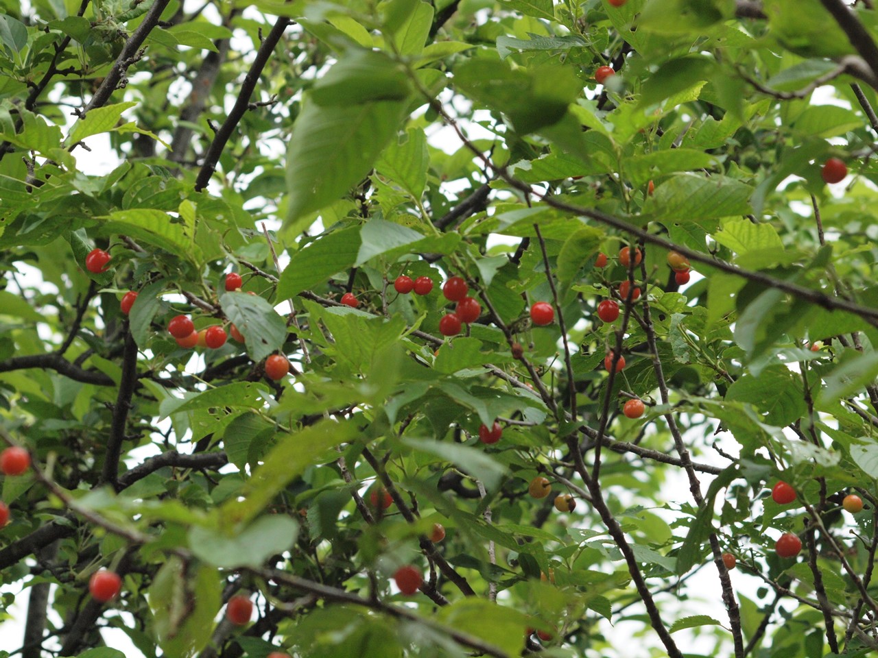 『大野町バラ公園のバラとサクランボ』_d0054276_20215088.jpg