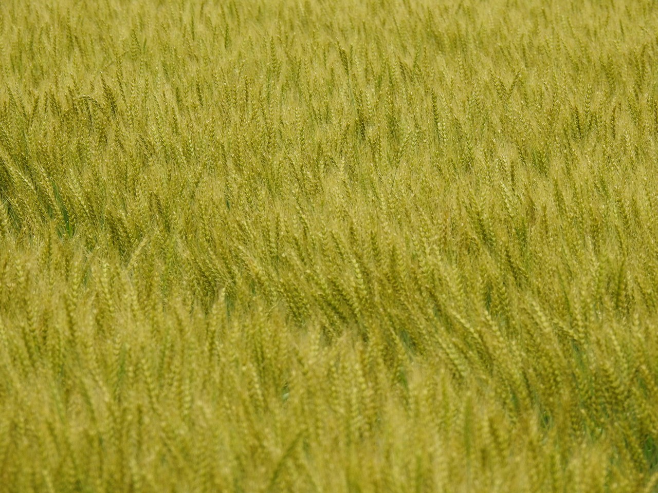 『大野町バラ公園のバラとサクランボ』_d0054276_202249.jpg