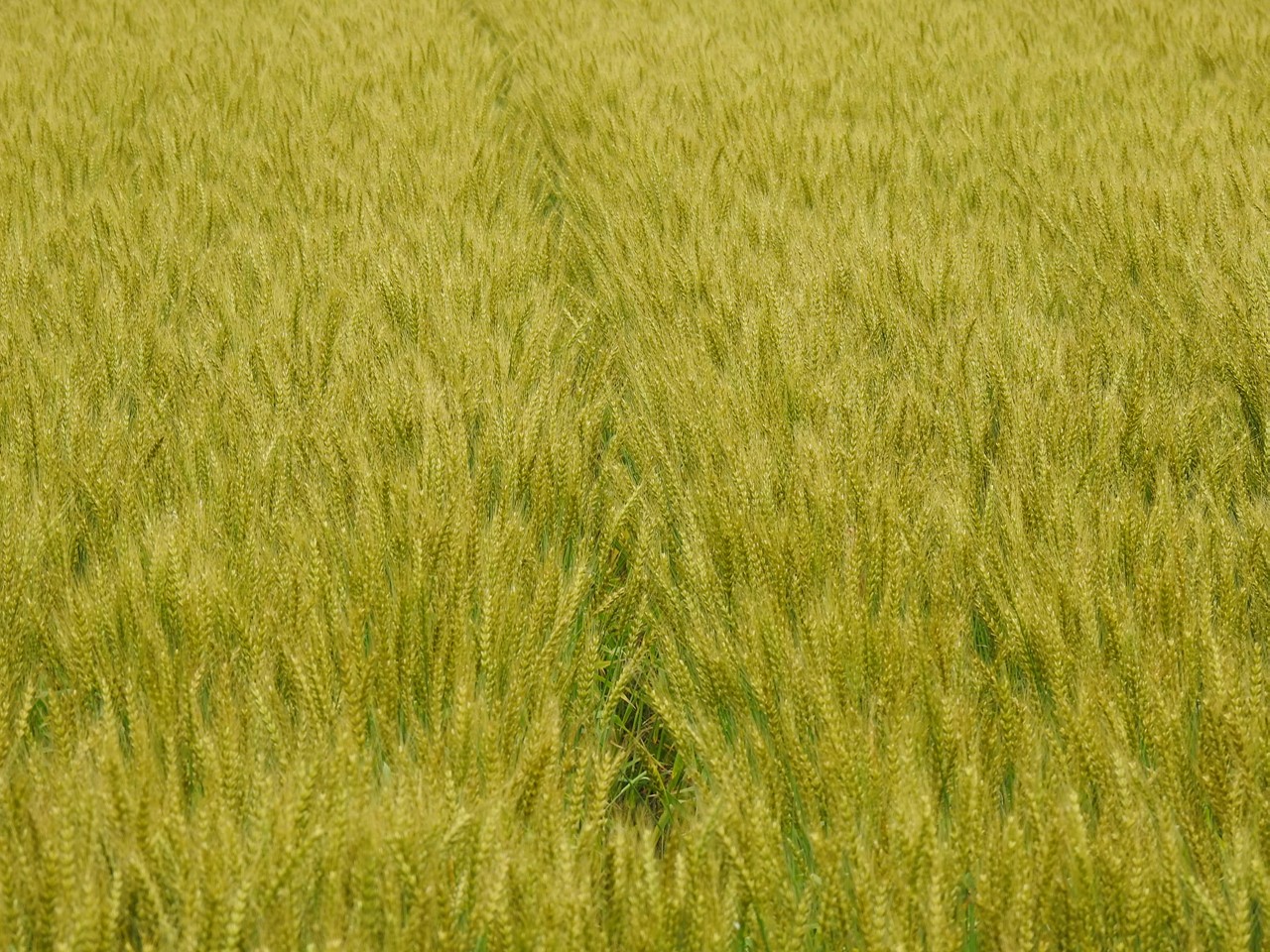 『大野町バラ公園のバラとサクランボ』_d0054276_20242670.jpg