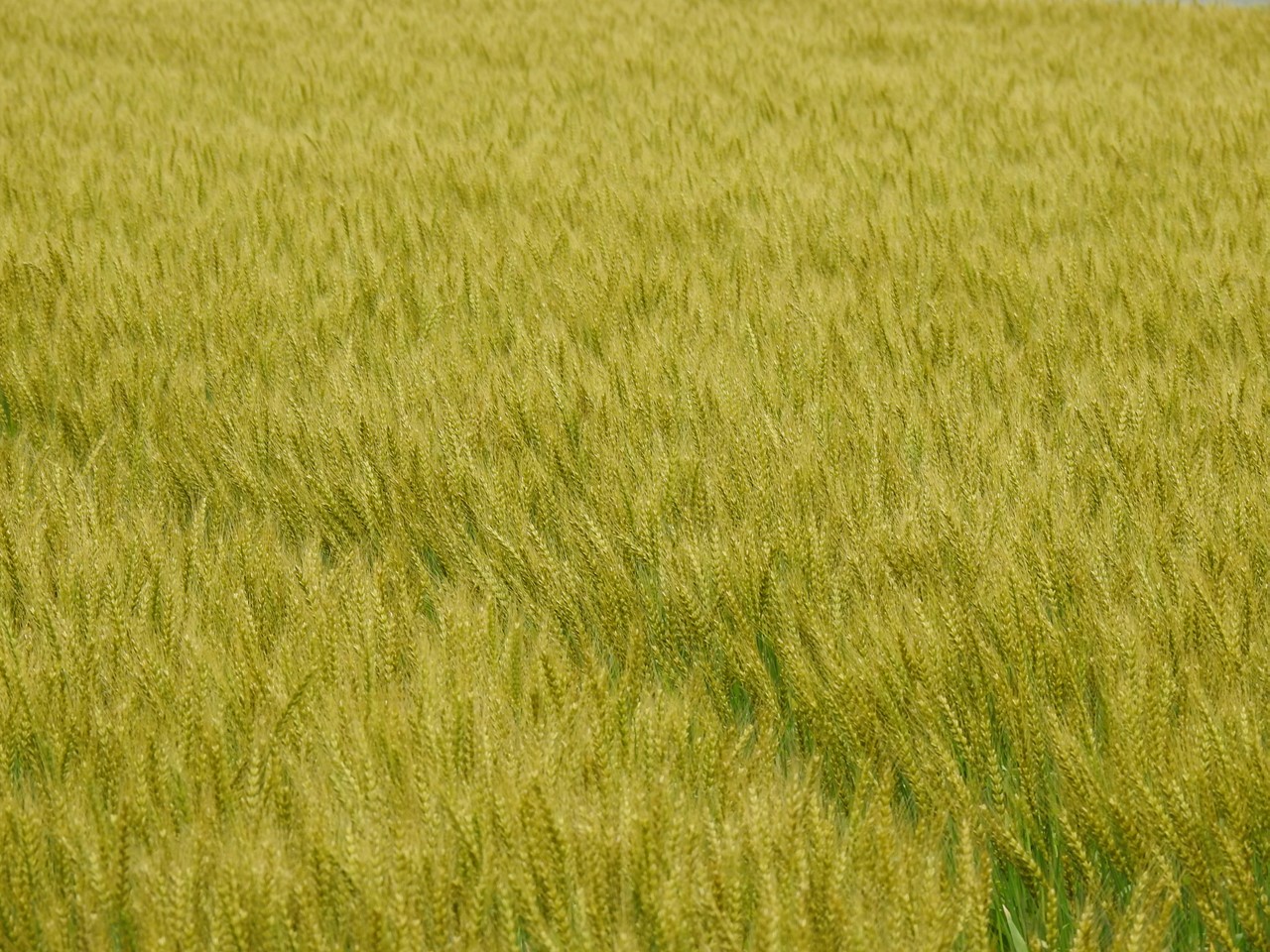 『大野町バラ公園のバラとサクランボ』_d0054276_2024857.jpg