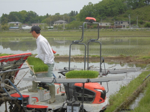 田植えについて(緑ヶ丘小・北郷小学校)_d0247484_10245039.jpg