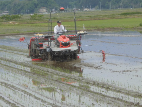 田植えについて(緑ヶ丘小・北郷小学校)_d0247484_10245086.jpg