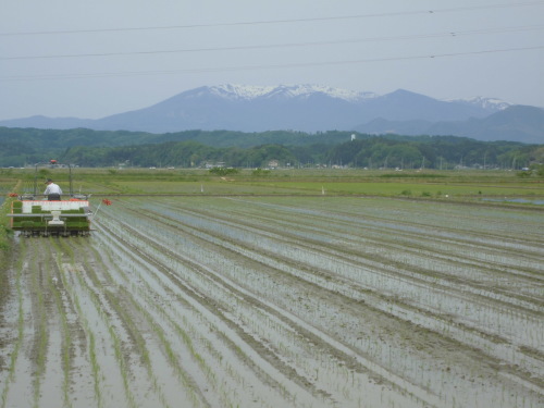 田植えについて(緑ヶ丘小・北郷小学校)_d0247484_10462785.jpg
