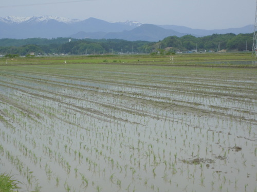 田植えについて(緑ヶ丘小・北郷小学校)_d0247484_10542349.jpg