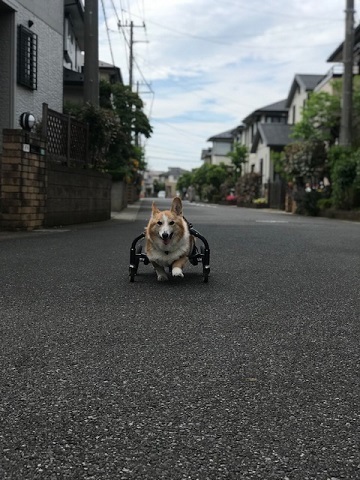 預かりっ子としてはこれが最後です♪_f0242002_20351875.jpg