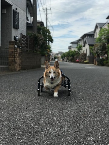 預かりっ子としてはこれが最後です♪_f0242002_20352799.jpg