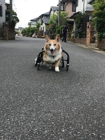 預かりっ子としてはこれが最後です♪_f0242002_20354228.jpg