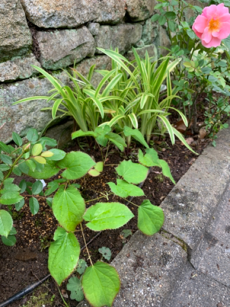 雑木と山野草と色々ミックスな植栽 花の庭づくり庭ぐらしガーデニングキララ