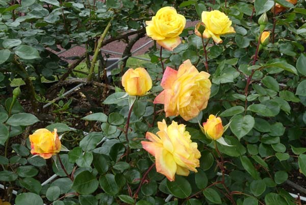 植物園再開 やっとバラに会えた_e0048413_23175262.jpg