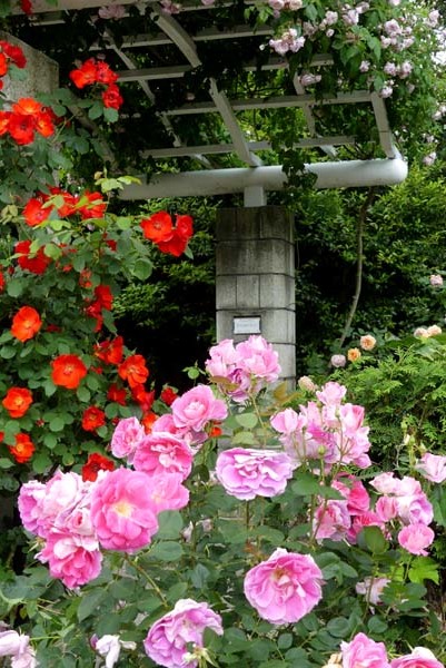 植物園再開 やっとバラに会えた_e0048413_23180599.jpg