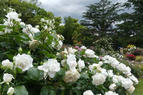 植物園再開 やっとバラに会えた_e0048413_23181842.jpg