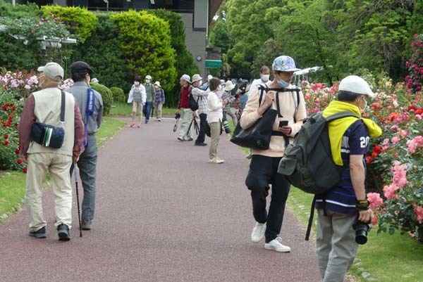 植物園再開 やっとバラに会えた_e0048413_23182428.jpg