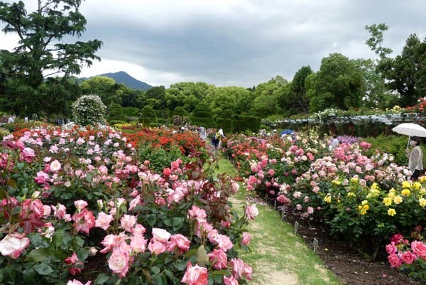 植物園再開 やっとバラに会えた_e0048413_23183137.jpg