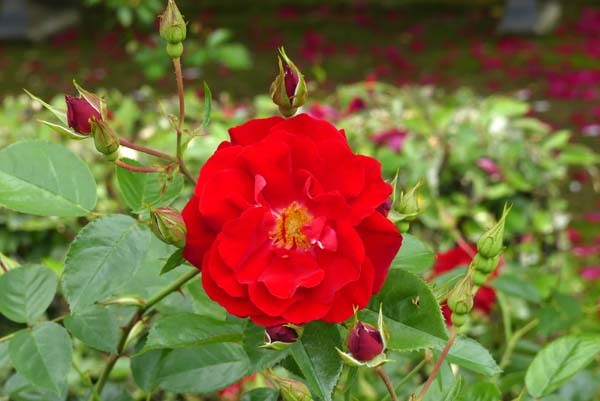 植物園再開 やっとバラに会えた_e0048413_23183682.jpg